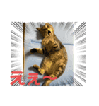 ハチワレ時々キジトラ2（個別スタンプ：20）