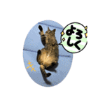 ハチワレ時々キジトラ2（個別スタンプ：21）