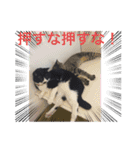 ハチワレ時々キジトラ2（個別スタンプ：22）