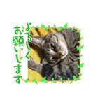 ハチワレ時々キジトラ2（個別スタンプ：23）