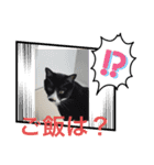 ハチワレ時々キジトラ2（個別スタンプ：24）