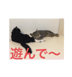 ハチワレ時々キジトラ2（個別スタンプ：25）