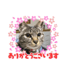 ハチワレ時々キジトラ2（個別スタンプ：26）