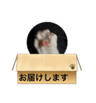 ハチワレ時々キジトラ2（個別スタンプ：27）