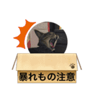 ハチワレ時々キジトラ2（個別スタンプ：29）