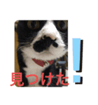 ハチワレ時々キジトラ2（個別スタンプ：32）