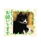 ハチワレ時々キジトラ2（個別スタンプ：33）