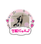 ハチワレ時々キジトラ2（個別スタンプ：34）