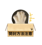 ハチワレ時々キジトラ2（個別スタンプ：35）
