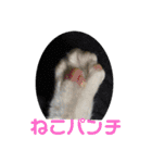 ハチワレ時々キジトラ2（個別スタンプ：38）