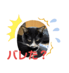 ハチワレ時々キジトラ2（個別スタンプ：39）