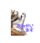 そら＆くぅ（個別スタンプ：3）