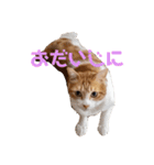 そら＆くぅ（個別スタンプ：12）