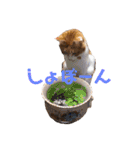 そら＆くぅ（個別スタンプ：16）