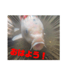 生き物写真で一言（個別スタンプ：1）