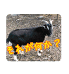 生き物写真で一言（個別スタンプ：22）