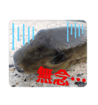 生き物写真で一言（個別スタンプ：28）