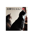 良かったらどうぞにゃん（個別スタンプ：1）