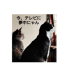 良かったらどうぞにゃん（個別スタンプ：2）