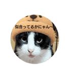 良かったらどうぞにゃん（個別スタンプ：5）