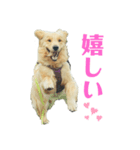 ゴールデンレトリバーのヴィッキー④（個別スタンプ：7）