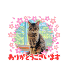 ねこちぐらスタンプ（個別スタンプ：1）