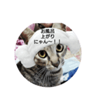 愛されニャンっ子です（個別スタンプ：1）