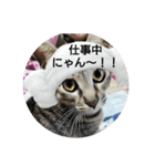 愛されニャンっ子です（個別スタンプ：2）