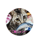 愛されニャンっ子です（個別スタンプ：3）