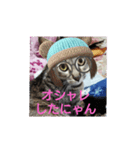 愛されニャンっ子です（個別スタンプ：6）