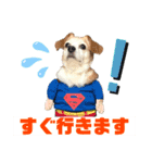 ラッキーだワン！第2弾（個別スタンプ：1）
