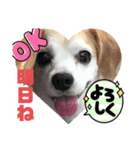 ラッキーだワン！第2弾（個別スタンプ：2）