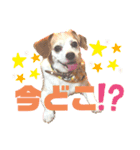 ラッキーだワン！第2弾（個別スタンプ：5）