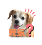ラッキーだワン！第2弾（個別スタンプ：6）