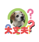ラッキーだワン！第2弾（個別スタンプ：7）