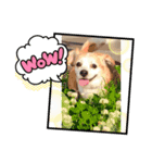 ラッキーだワン！第2弾（個別スタンプ：8）