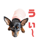 名犬サクちゃん6（個別スタンプ：1）