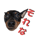 名犬サクちゃん6（個別スタンプ：2）