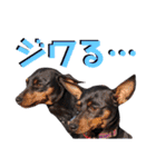 名犬サクちゃん6（個別スタンプ：3）