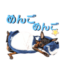 名犬サクちゃん6（個別スタンプ：6）