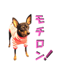 名犬サクちゃん6（個別スタンプ：7）