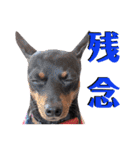 名犬サクちゃん6（個別スタンプ：8）