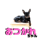 名犬サクちゃん6（個別スタンプ：9）