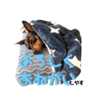 名犬サクちゃん6（個別スタンプ：11）