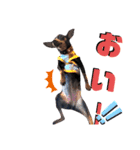 名犬サクちゃん6（個別スタンプ：12）