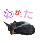 名犬サクちゃん6（個別スタンプ：13）