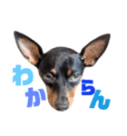 名犬サクちゃん6（個別スタンプ：14）