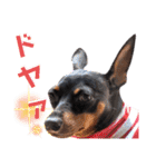 名犬サクちゃん6（個別スタンプ：15）