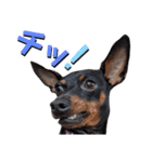 名犬サクちゃん6（個別スタンプ：16）