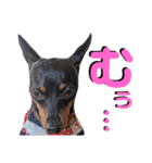 名犬サクちゃん6（個別スタンプ：17）